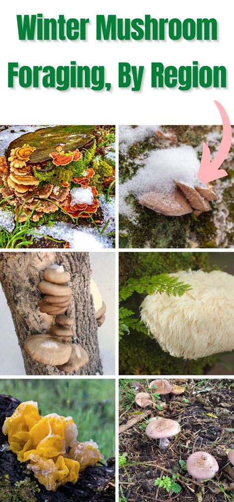 Winter Mushroom Foraging, By Region Farming Mushrooms, Winter Mushrooms, Dinner In The Woods, Mushroom Gathering, December Bucket List, Growing Mushrooms Indoors, Moss Blanket, Mushrooms Toadstools, Herbalism For Beginners