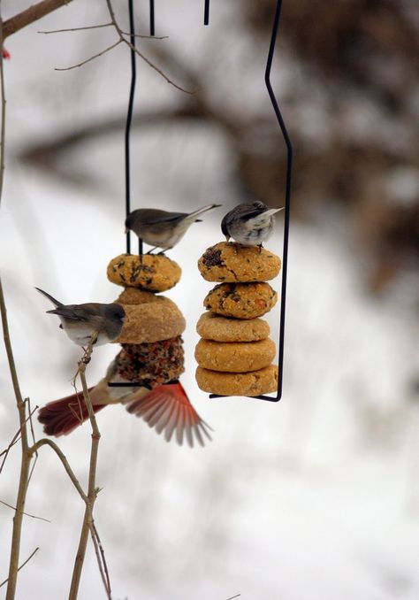 Cheerios For Birds, Homemade Suet Cakes Wild Birds, How To Make Suet Cakes For Birds, Diy Suet Cakes, Suet Feeder Diy, Diy Birdbaths, Diy Suet, Birdseed Ornaments, Backyard Birds Watching