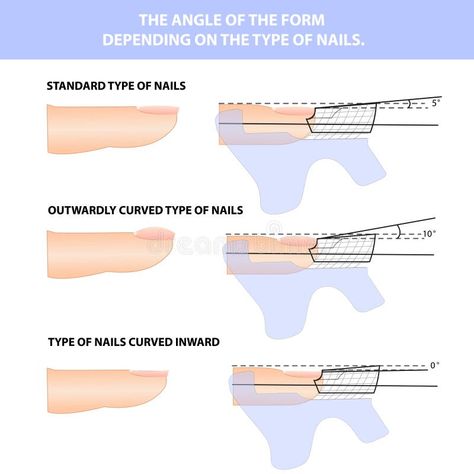 Illustration about Nail extension in shape. How to apply the shape of the nail, vector. Illustration of tipsa, acrylic, bottom - 190768864 Nail Extensions Shapes, Nail Education, Nail Shapes Squoval, Nail Tech School, Nail School, Nail Shapes Square, Manicure Tutorials, Different Types Of Nails, Nail Art Designs Images