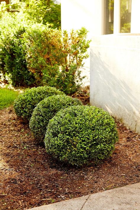 row-boxwood-bushes-ea73609e Boxwood Bushes In Front Of House, Hedge Bushes, Proper Aesthetic, Trim Bushes, Boxwood Bushes, Bushes In Front Of House, Boxwood Bush, Evergreen Landscape, Interesting Plants