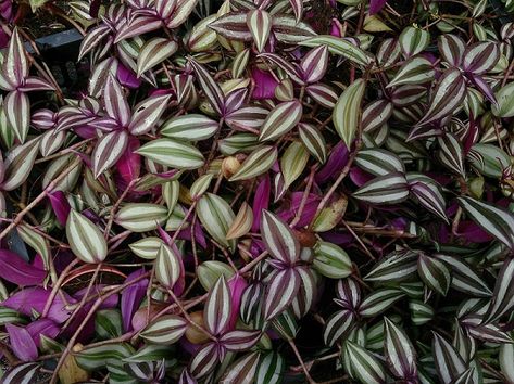 Silver Inch Plant, Indoor Plants Names, Jew Plant, Purple Heart Plant, Tradescantia Zebrina, Wandering Jew Plant, Inch Plant, Wandering Jew, نباتات منزلية