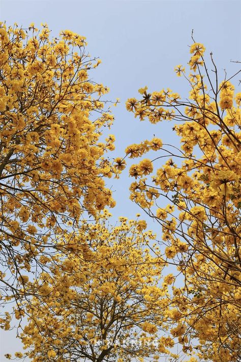 Looking for a romantic spot to visit in Nanning? Head over to the Wind Chime Valley of Qingxiu Mountain! This valley boasts over 5,000 trees of yellow-flowered handroanthus chrysanthus which cover an area of about 13 hectares. [Photo/Official WeChat account of HiNanning] Nanning, Travel And Tourism, Yellow Flowers, Wind Chimes, Tourism, Yellow, Flowers