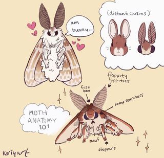 457.Wings, Hooves n' Fins (wanna do this) • Instagram Moth Anatomy Illustration, Art Inspiration Doodles, Moth Art Cute, Moth Anatomy Drawing, Moth Drawing Tutorial, Cute Moth Illustration, How To Draw Moths, Moth Drawing Reference, How To Draw A Moth