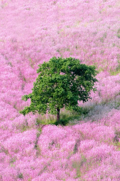 Pink and green has to be the prettiest color combination ever—even nature agrees. Life In Pink, Green Items, Pink Nature, Good Color Combinations, Brand Kit, Best Color, Green Nature, Everything Pink, Green Art