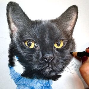 Black Cats drawn in colour pencil — Pet Portraits by Sema Martin | Custom pet portraits from your photos UK | Award-Winning Pet Portrait Artist UK | Cat por Black Cat Colored Pencil Drawing, Black Cat Drawings, Pencil Pet Portraits, Drawing Pets, Drawing Dogs, Black Cat Drawing, Cat Drawings, Custom Cat Portrait, Colour Pencil