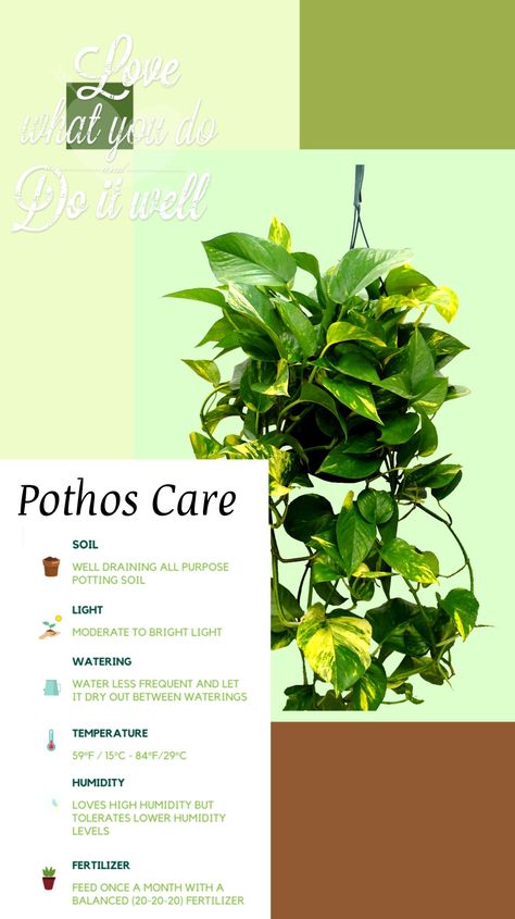 Golden Devils Ivy, Pothos Plant Benefits, Golden Pothos Plant Care, Repotting Pothos Plant, Pathos Care, Pathos Plant Care, Indoor Plant Setup, Pothos Care Tips, Golden Pathos