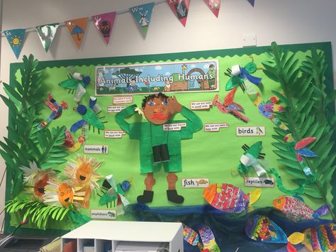 Animals including humans display in my class Ks1 Classroom, Year 1 Classroom, School Wall Decoration, Science Display, Teaching Displays, Science Area, Math Wall, Working Wall, Carnival Of The Animals