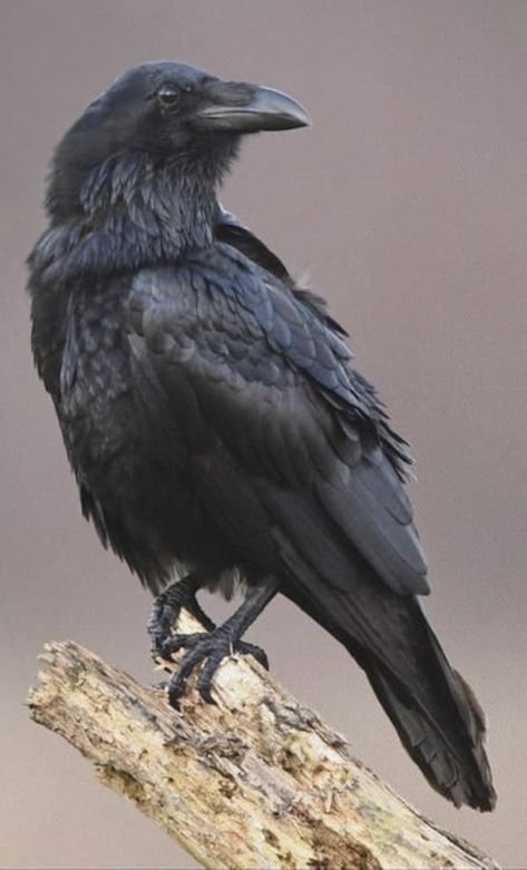 Crow Pictures Art, Crow Photography Flying, Raven Bird Aesthetic, Corvids Birds, Raven Anatomy, Raven Monster, Raven Reference, Australian Raven, Crow Eating