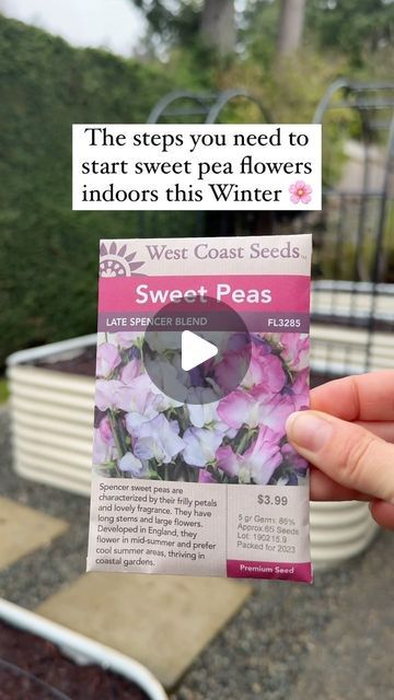 Laura Lombardi on Instagram: "Sweet peas are one of the most beautiful and fragrant flowers you can grow. 🌸Experiencing their scent as they climb up a trellis every Spring is simply divine ✨ ⭐️First you’re going to want to SAVE this post so you can follow these same steps when getting yours started indoors. Here’s a few additional tips that will help for growing sweet peas: 🌱Make sure your trays are deep! Sweet peas have long roots and don’t love to be moved so start them in a deeper tray right from the beginning. 🌱Sweet peas love the cold so there is no need to use a heat pad or keep them inside all winter. Once mine germinate, I’ll be moving them outside to our zippy greenhouse until Spring. 🌱Start them based on your frost date! Sweet peas need about 6-8 weeks indoors before plant Growing Sweet Peas, Sweet Pea Plant, Sweet Pea Flowers, Heat Pad, Laura Lombardi, Sweet Peas, Fragrant Flowers, Large Flowers, Sweet Pea