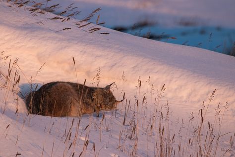 Lynx Sleeping | This was the last of the lynx photos taken. … | Flickr Lynx Aesthetic, Lynx Pictures, Canadian Lynx Aesthetic, Canadian Lynx Photography, Lynx Africa, Canada Lynx, Small Wild Cats, Lynx, Domestic Cat