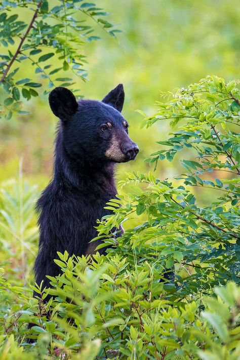 Bear Landscape, Oc Insert, Baby Black Bear, Black Bears, Young Black, We Bare Bears, Bare Bears, Black Bear, Reptiles