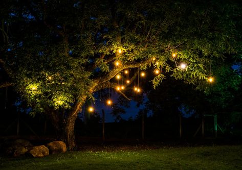 Lit Up Trees Backyard, Tree Landscape Lighting, Tree Up Lighting Landscape, Tree Led Lighting Outdoor, Hanging Tree Lights, Uplit Trees Outdoor Lighting, Vintage Outdoor Weddings, Outdoor Tree Lighting, Decorative Solar Lights