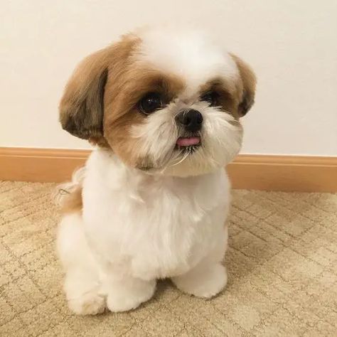 Shitzu Dogs Haircuts, Shih Tzu Puppy Cut, Shih Tzu Haircuts, Shitzu Dogs, Perro Shih Tzu, Chien Shih Tzu, Shih Tzu Grooming, Shitzu Puppies, Dog Haircuts