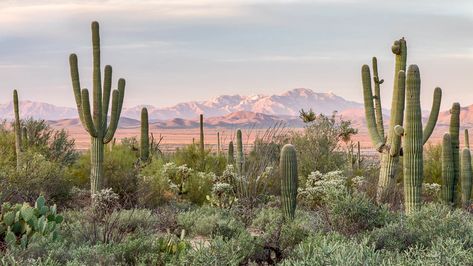 Nature Aesthetic Computer Wallpaper, Desert Desktop Wallpaper, Macbook Wallpaper Western Aesthetic, Neutral Laptop Background, Nature Laptop Wallpaper, Western Wallpaper Laptop, Western Desktop Wallpaper, Cactus Background, Western Laptop Wallpaper