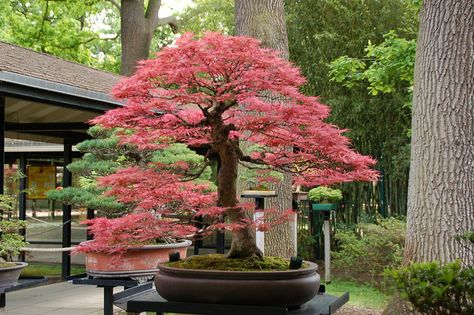 Bonsai Japanese maple - These are a New York apartment delight. Japanese Maple Bonsai, Japanese Bonsai Tree, Maple Bonsai, Bonsai Tree Types, Bonsai Tree Care, Indoor Bonsai Tree, Bonsai Styles, Japanese Bonsai, Indoor Bonsai