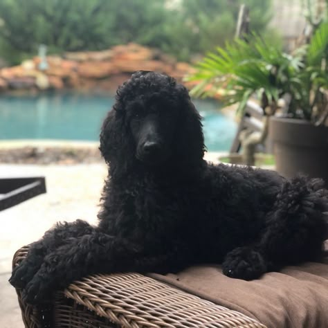 Black Standard Poodle Puppy, Standard Poodle Black, Black Poodle Puppy, Large Poodle, Poodle Black, Black Standard Poodle, Poodle Puppy Standard, Poodle Cuts, Poodle Puppies For Sale