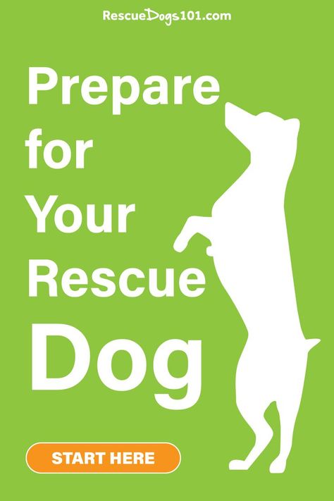 Before adopting a rescue dog, make sure you’re prepared. Read our guide on everything you need to know for a successful adoption. Rescue Dogs For Adoption, Dog 101, Adopting A Dog, Family Friendly Dogs, Getting A Dog, Important Things To Know, Dogs For Adoption, Getting A Puppy, Rescue Dog