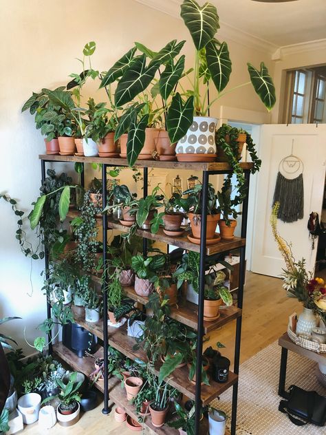 Display Shelf With Plants, Indoor Plant Lighting Ideas, Indoor Plant Shelf Ideas, Diy Plant Shelves, Plant Shelving, Plant Shelf Ideas, Shelves Plants, Plant Space, Tall Plant Stand Indoor