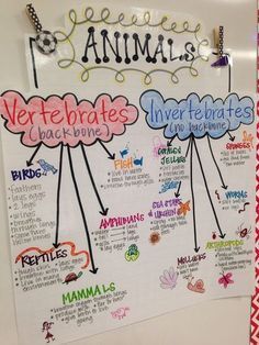 Vertebrates and Invertebrates Classification Of Animals Project, Animal Classification Chart, Ckla Grade 3, Animal Anchor Chart, Ckla Third Grade, Animal Adaptations Anchor Chart, Animal Classification For Kids, 4th Grade Science Experiments, 4th Grade Science Lessons