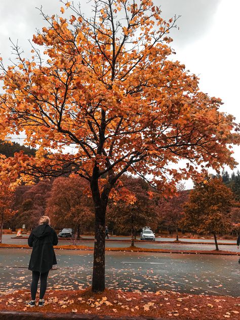 Ireland Autumn Aesthetic, Ireland Autumn, September Moodboard, Ireland Nature, Autumn Things, Autumn Photos, Autumn Aesthetic, Fall Photos, Nature Photography