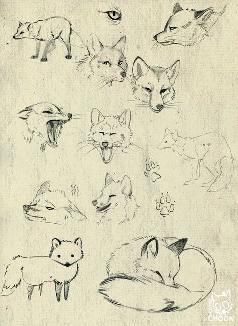 Jackal Drawing, Manga Animals, Fox Sketch, Wolf Poses, Bunny Book, Fox Drawing, Animal Illustration Art, Draw Animals, Nature Sketch