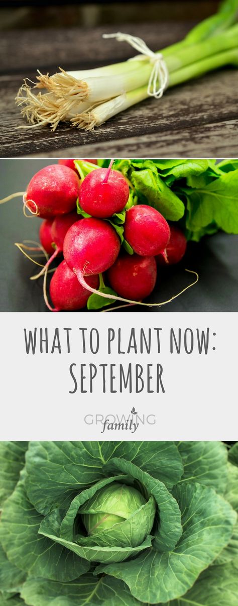 Not sure what you should be planting in the garden in September? Check out this guide to crops and flowers that you can sow in September for harvesting and enjoying later on in the autumn or next spring. Gardening Club, Lasagna Gardening, Urban Homestead, Gardening Guide, Veg Patch, Windowsill Garden, Garden Plots, Garden Inspo, Garden Calendar