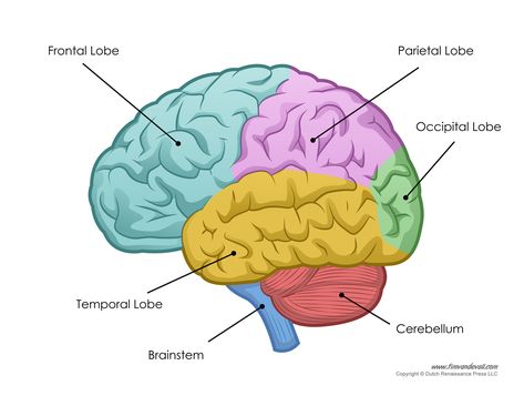 Free Brain Diagram, Download Free Clip Art, Free Clip Art on Clipart Library Human Brain Parts, Human Brain Drawing, Human Brain Diagram, Brain Lobes, Human Brain Anatomy, Pokemon Facts, Brain Diagram, Brain Parts, Brain Models