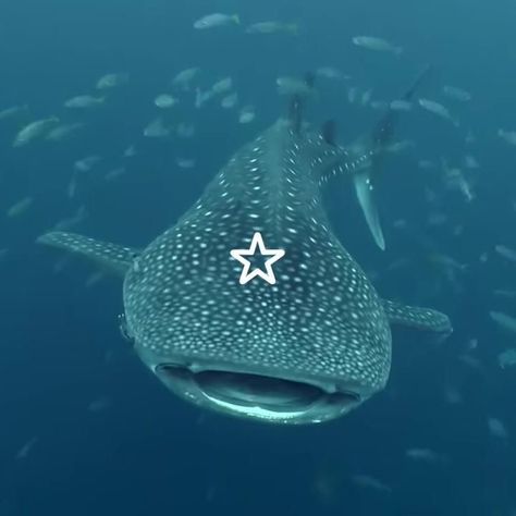 Silly Whale Shark, Whale Shark Widget, Whale Shark Pfp, Whale Shark Aesthetic, Sharks Aesthetic, Dolphin Video, Sea Life Aesthetic, Shark Widget, Sharks Cute