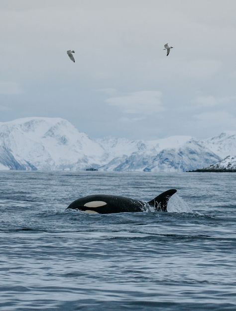 Tromso Whale Watching, Norway Whale Watching, Tromso Norway Aesthetic, Tromsø Norway Aesthetic, Norway Whales, Norway Orcas, Tromso Aesthetic, Orca Watching, Tromso Norway Winter