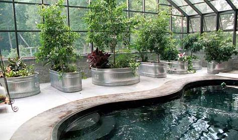 Minimalism, Useful Greenhouse With Pool, Greenhouse Pool, Ideas For Retirement, Cheap Backyard Ideas, Cocktail Pool, Swimming Pool Enclosures, Pools Ideas, Amazing Swimming Pools, Oasis Pool