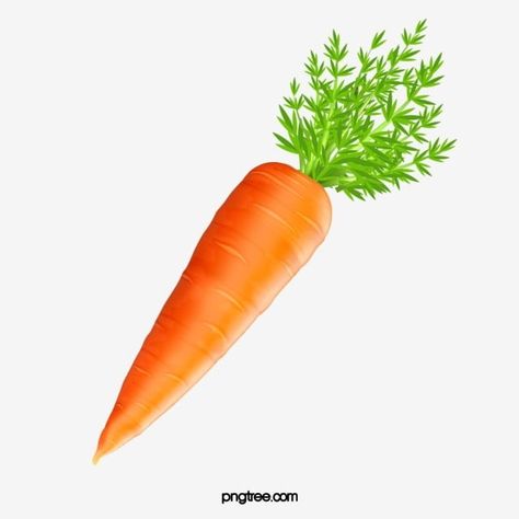 carrot clipart,carrot Carrot Picture, Carrot Clipart, Vegetables Pictures, Food Photography Fruit, Camel Animal, Food Mockup, Vegetable Pictures, Squash Vegetable, Tropical Food