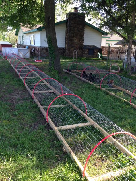 Chicken Tunnel Reban Ayam, Chicken Tunnel, Chicken Coop Ideas, Chicken Tunnels, Chicken Pen, Chicken Coup, Chicken Tractors, Coop Ideas, Chicken Cages