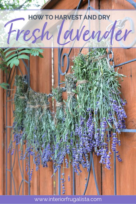 How to harvest and dry fresh lavender along with ideas for how to use it. Harvesting Lavender, Dry Lavender, Lavender Crafts, Săpunuri Handmade, Growing Lavender, Dried Lavender Flowers, Fresh Lavender, Fall Garden Vegetables, Lavender Garden