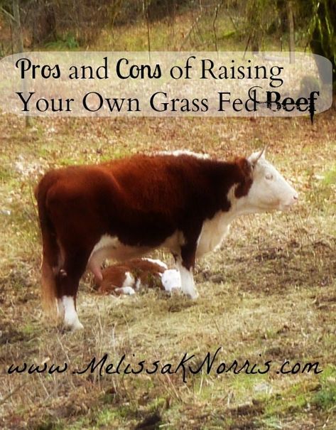 There are many things for beginners to consider when raising cattle for meat or for profit. I will show you how to build a thoughtful pros and cons list to confidently make your decision. #cattle #beef #grassfed #smallfarm Raising Cows, Melissa K Norris, Grow Basil, Homesteading Animals, Raising Cattle, Beef Cow, Raising Farm Animals, Raise Chickens, Homestead Farm