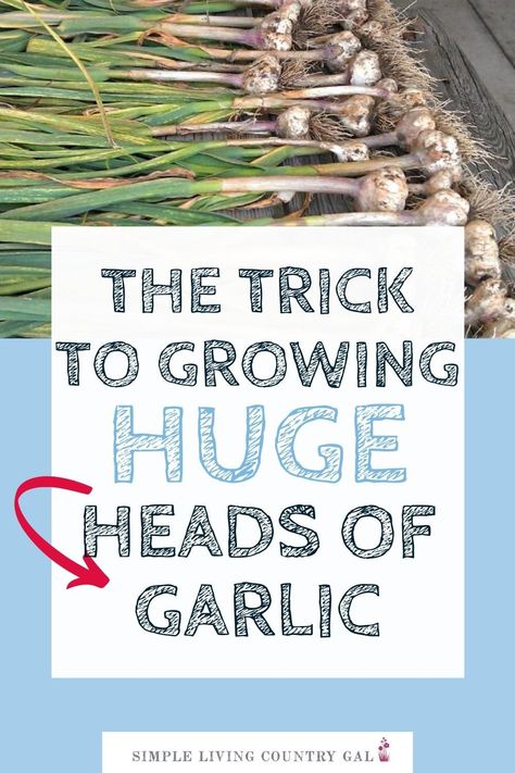 Raised Garlic Beds, Plant Garlic In Containers, Best Soil For Garlic, Hydroponic Garlic How To Grow, How Deep To Plant Garlic, How Long Does Garlic Take To Grow, How To Grow Garlic At Home, Growing Garlic From Cloves In Pots, Planting Garlic In Fall In Containers