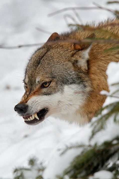 Aa Snarling Wolf, Wolf Poses, Angry Wolf, Wolf World, Angry Animals, Wolf Images, Wolf Photography, Wolf Photos, Wolf Love