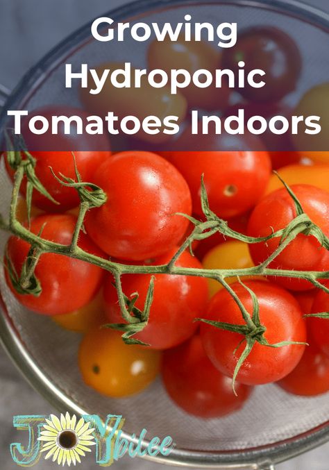 Mini Tomatoes, Hydroponic Tomatoes, Indoor Hydroponic Gardening, Hydroponic Solution, Determinate Tomatoes, Aquaponic Gardening, Hydroponic Growing, Gardening Techniques, Container Gardening Vegetables