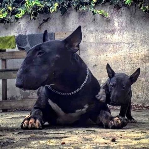 Beautifully colored English Bull Terrier Black Bull Terrier, British Bull Terrier, Mini Bull Terriers, Miniature Bull Terrier, Bully Breeds Dogs, Bull Terrier Puppy, Boxer Puppies, English Bull Terriers, Best Dog Breeds