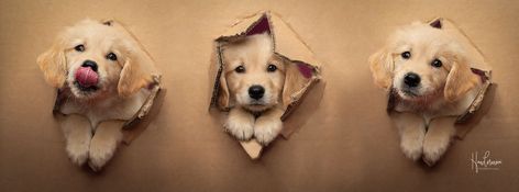 Dog Photography Studio, Pet Photography Poses, Dog Photoshoot Pet Photography, Dog Portrait Photography, Pet Portrait Paintings, Animal Photoshoot, Dog Portraits Art, Puppy Photography, Newborn Puppies