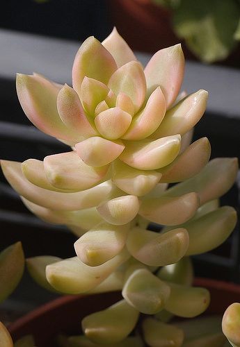 Sedum 'Golden Glow' variegata | por Manue64 Succulent Aesthetic, Golden Glow, Succulent, Cactus, Plants