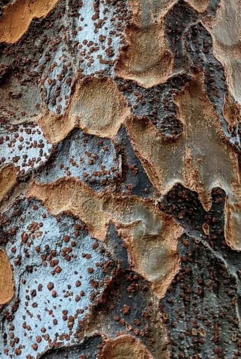 Unidentified tree bark. Photo:  Carrie Dusch. Oak Tree Bark, Dramatic Photography, Tree Bark Texture, Dramatic Photos, Diy Canvas Wall Art, Close Up Photography, Tree Bark, Oak Tree, Patterns In Nature