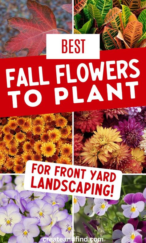 Fall flowers to plant. Fall Garden Bed Ideas, Fall Flower Garden Landscaping, Fall Landscaping Ideas, Front Landscaping Ideas, Fall Flowers To Plant, Fall Landscaping Front Yard, Fall Blooming Flowers, Autumn Flowering Plants, Front Yard Walkway