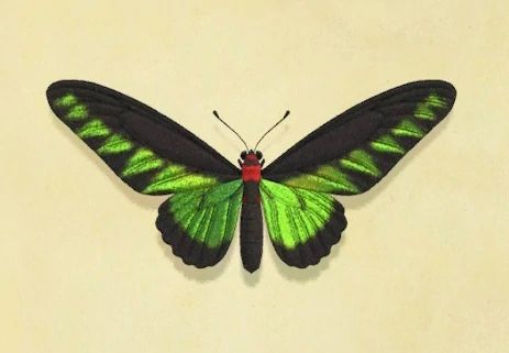 Inge Atkinson's find - The Rajah Brooke's birdwing (アカエリアゲハ, Akaeriageha) is a rare bug that made its first appearance in City Folk as the "Raja Brooke butterfly". Upon donating to the museum, Blathers the curator will say; Rajah Brooke's Birdwing, Bug Board, Simple Posters, Cicada Shell, Birdwing Butterfly, Cabbage Butterfly, Butterfly Drawings, Glass Stencil, Flying Lantern