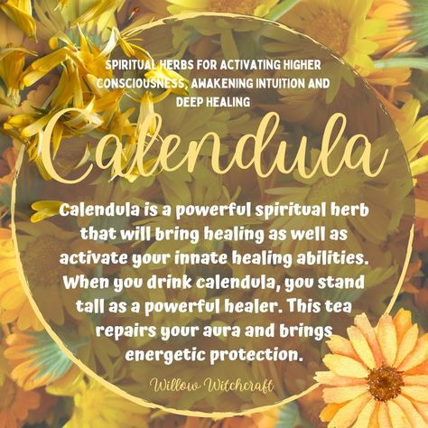 Calendula Willow Witchcraft Calendula Uses Witchcraft, Calendula Flower Magical Properties, Calendula Spiritual Benefits, Marigold Magical Properties, Calendula Witchcraft, Saffron Magical Properties, Calendula Properties, Calendula Magical Properties, Calendula Magic