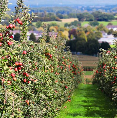 The Johnny Appleseed Educational Center and Museum – Education about the life of John Chapman known as Johnny Appleseed John Chapman, Museum Education, Johnny Appleseed, Apple Seeds, Education Center, Community Group, Farmer, Ohio, Places To Visit