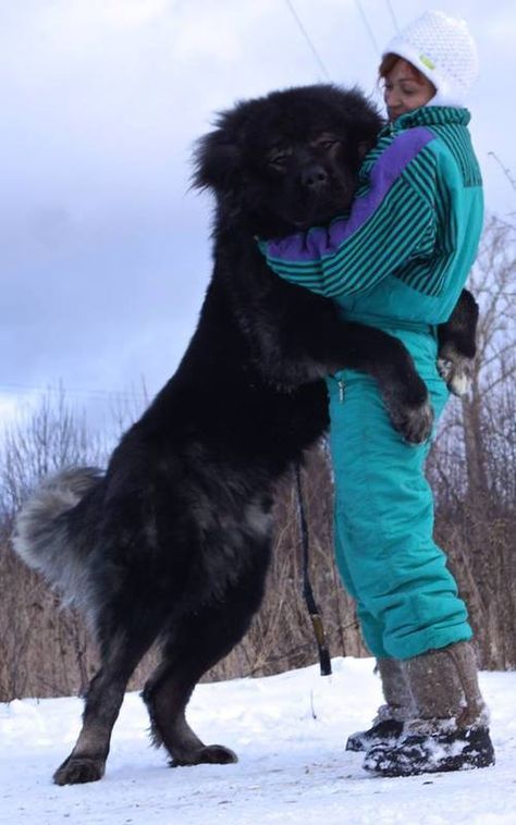 Dispelling incorrect information about the Caucasian Ovcharka Anime Dog Aesthetic, Caucasian Dog, Russian Bear Dog, Caucasian Ovcharka, Caucasian Shepherd Dog, Pet Anime, Anime Dog, Caucasian Shepherd, Livestock Guardian Dog