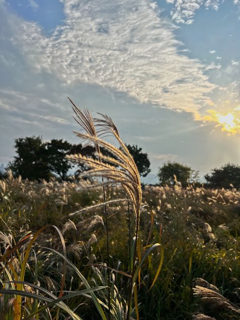 #서울억새축제 #서울 #서울시 #silver grass festival #silver grass #photography #aestheitcs #korea travel #aesthetically pleasing #Seoul #seoul south korea #seoullife #seoul city #Seoul travel #south korea #beautiful photos #korea #photoart #photooftheday #instadaily #cloudy sky #cloudysky #cloudyday #sunny Grass Photography, Seoul City, Seoul Travel, Korea Travel, Cloudy Sky, Travel South, Seoul South Korea, Sunny Day, Aesthetically Pleasing