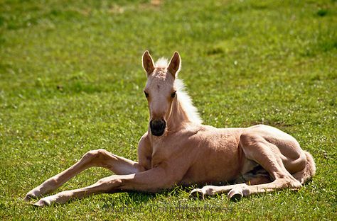 Quarter horse foal sitting on ground all legs within sun behind Quarter Horse Foal, Horse Sitting, Sitting On Ground, Horse Foal, Animal Skulls, Arabian Horse, Quarter Horse, Photo Reference, Animal Photo