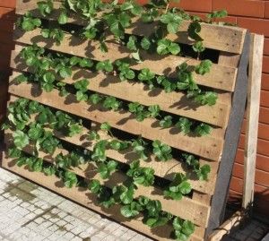 strawberry Strawberry Planter Pallet, Strawberry Planters Diy, Strawberries Garden, Vertical Pallet Garden, Vertical Vegetable Gardens, Gutter Garden, Strawberry Planters, Strawberry Garden, Pallet Planter