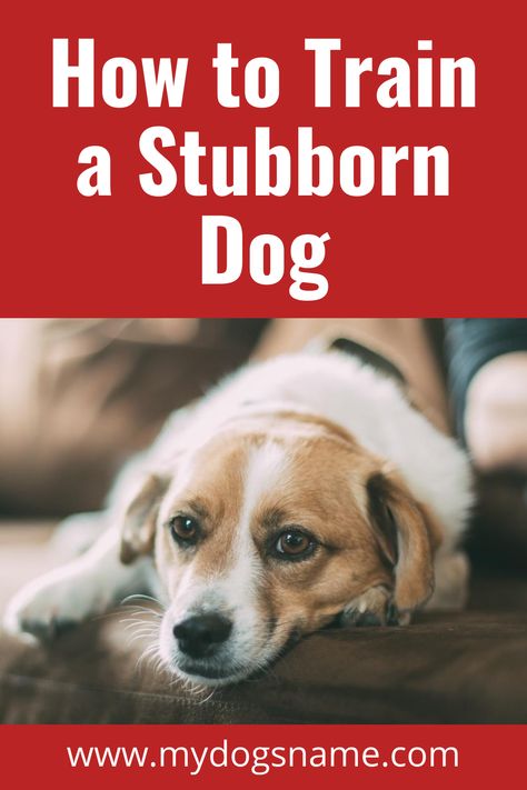 Training A Stubborn Dog, Dogs Training Tips, Dogs Haircut, Pomeranian Training, Dog Behavior Problems, Dog Training Advice, Dog Brain, Best Dog Training, Train Your Dog